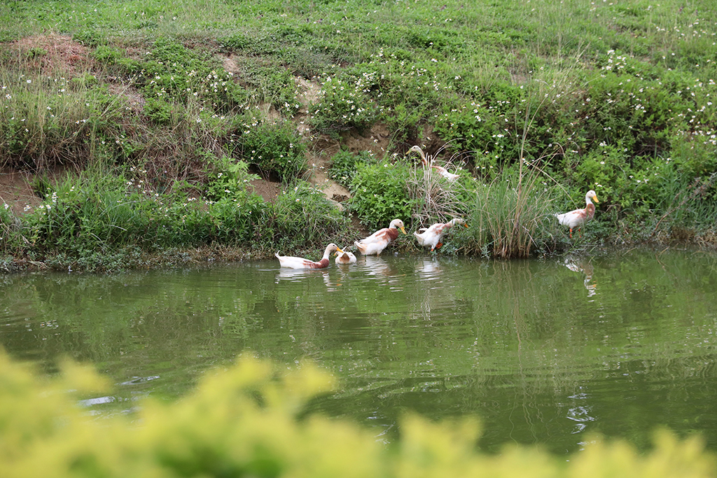 北香湖公園