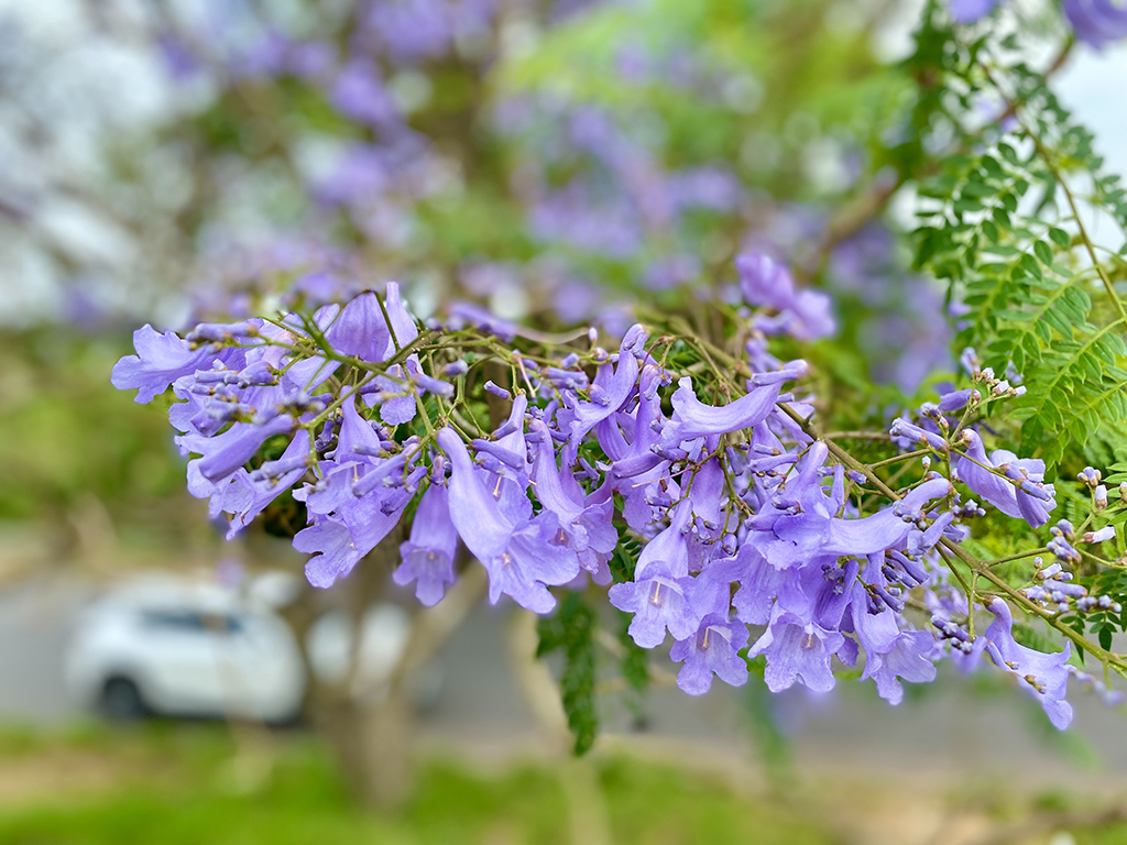 藍花楹