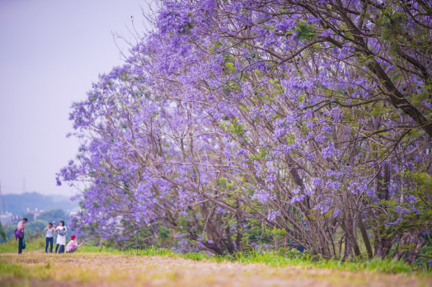 藍花楹