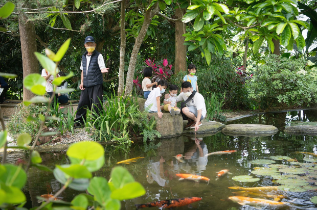 嘉義市桐花祭