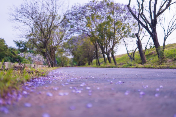 藍花楹