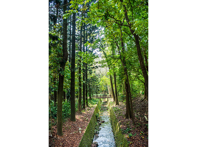 嘉義樹木園