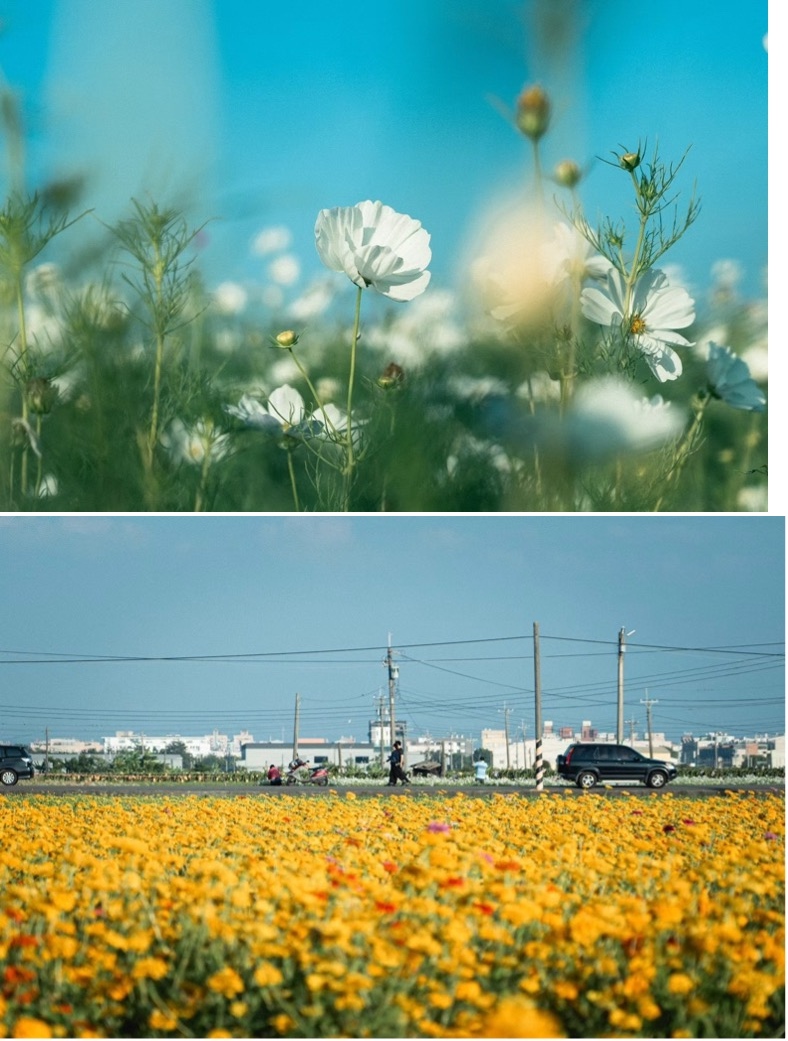 嘉義花海生活節