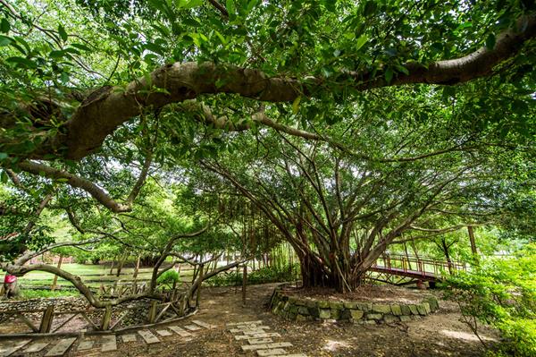 劉厝里百年老樹