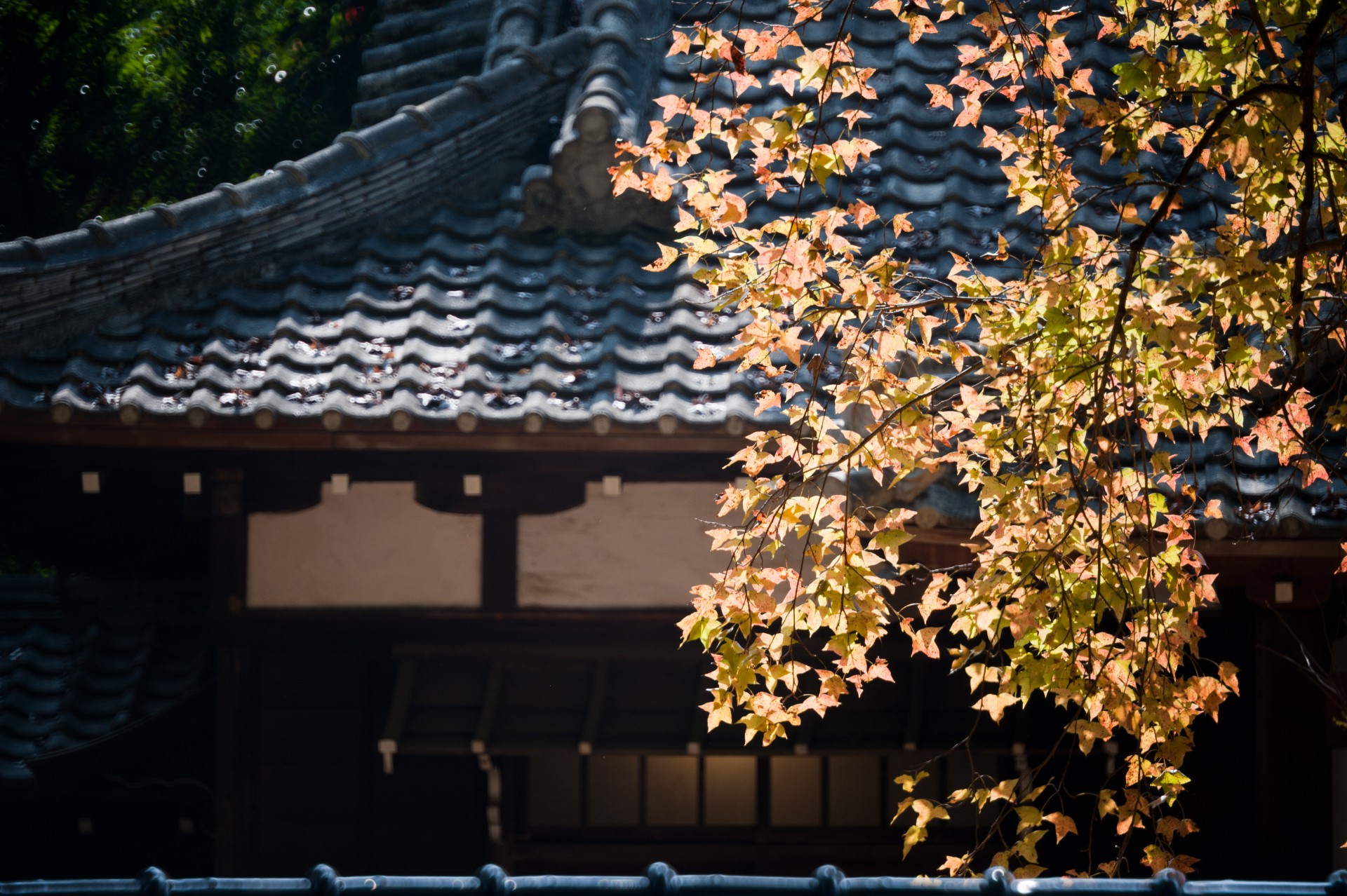 秋 嘉義公園 史蹟資料館 楓香.jpg